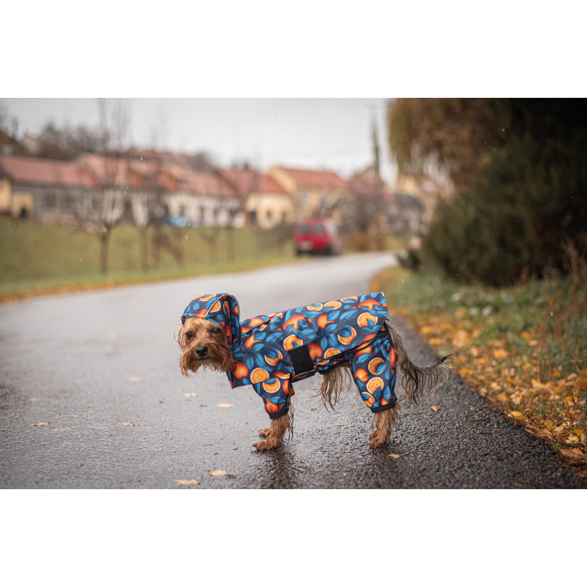 Płaszcz przeciwdeszczowy z kapturem dla psa WAUDOG Clothes, rysunek "Pomarańcze" Płaszcz przeciwdeszczowy z kapturem dla psa WAUDOG Clothes, rysunek "Pomarańcze"