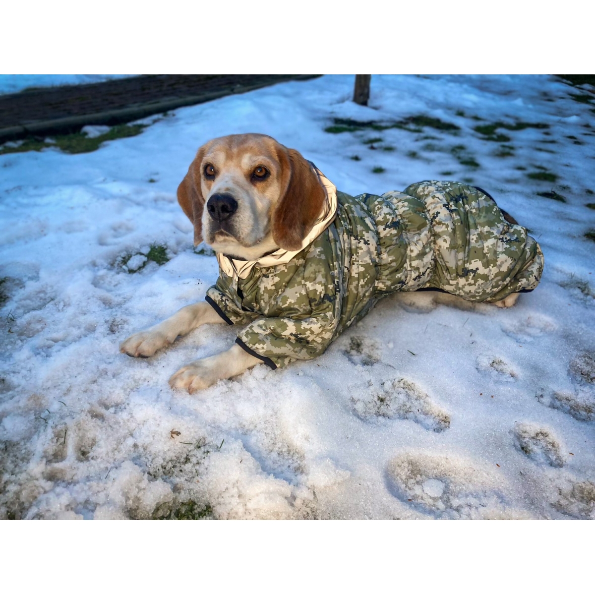 WAUDOG Clothes kombinezon dla psów, rysunek "Military"