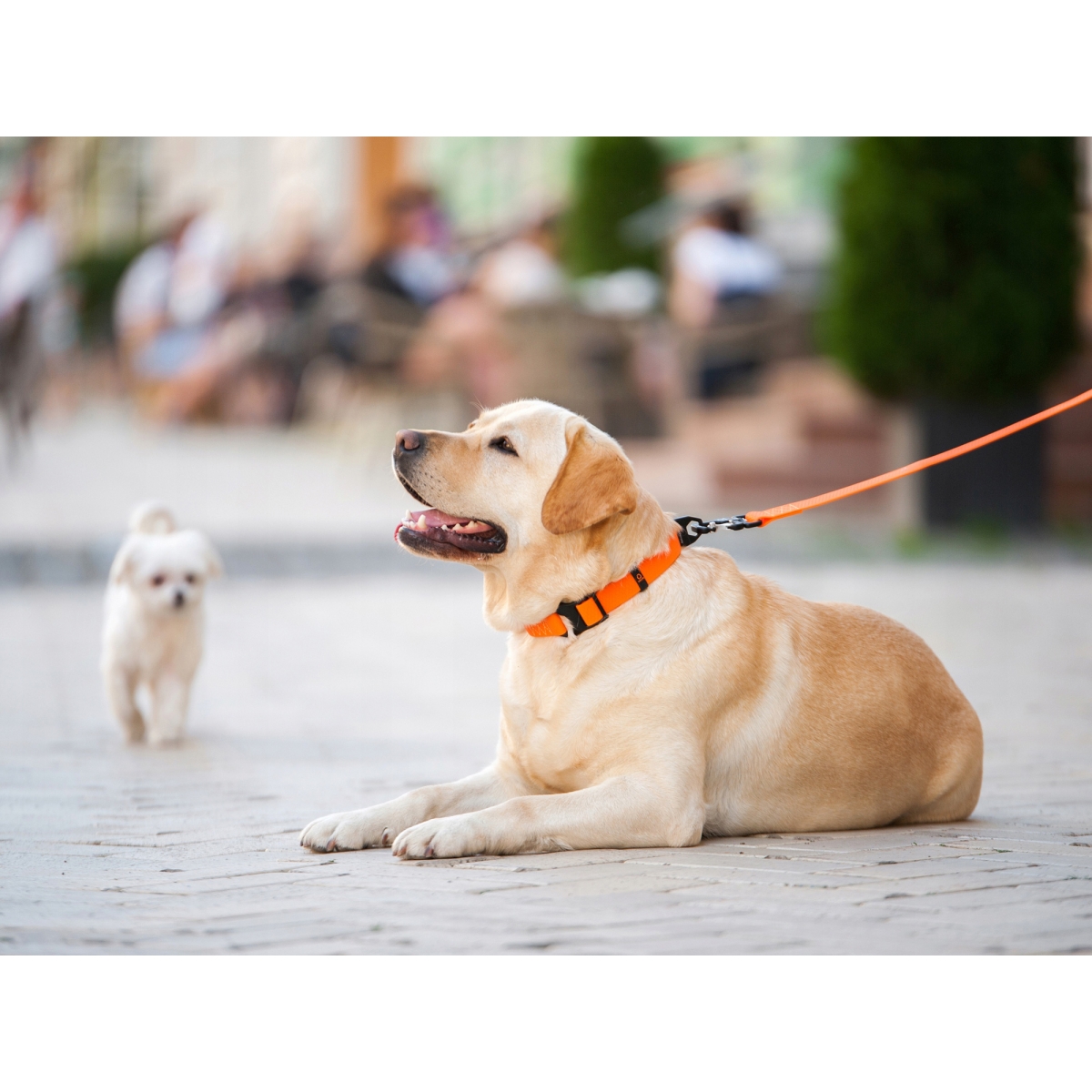 Smycz dla psów COLLAR EVOLUTOR szerokość 25 mm – NAJMOCNIEJSZA SMYCZ, pomarańczowa