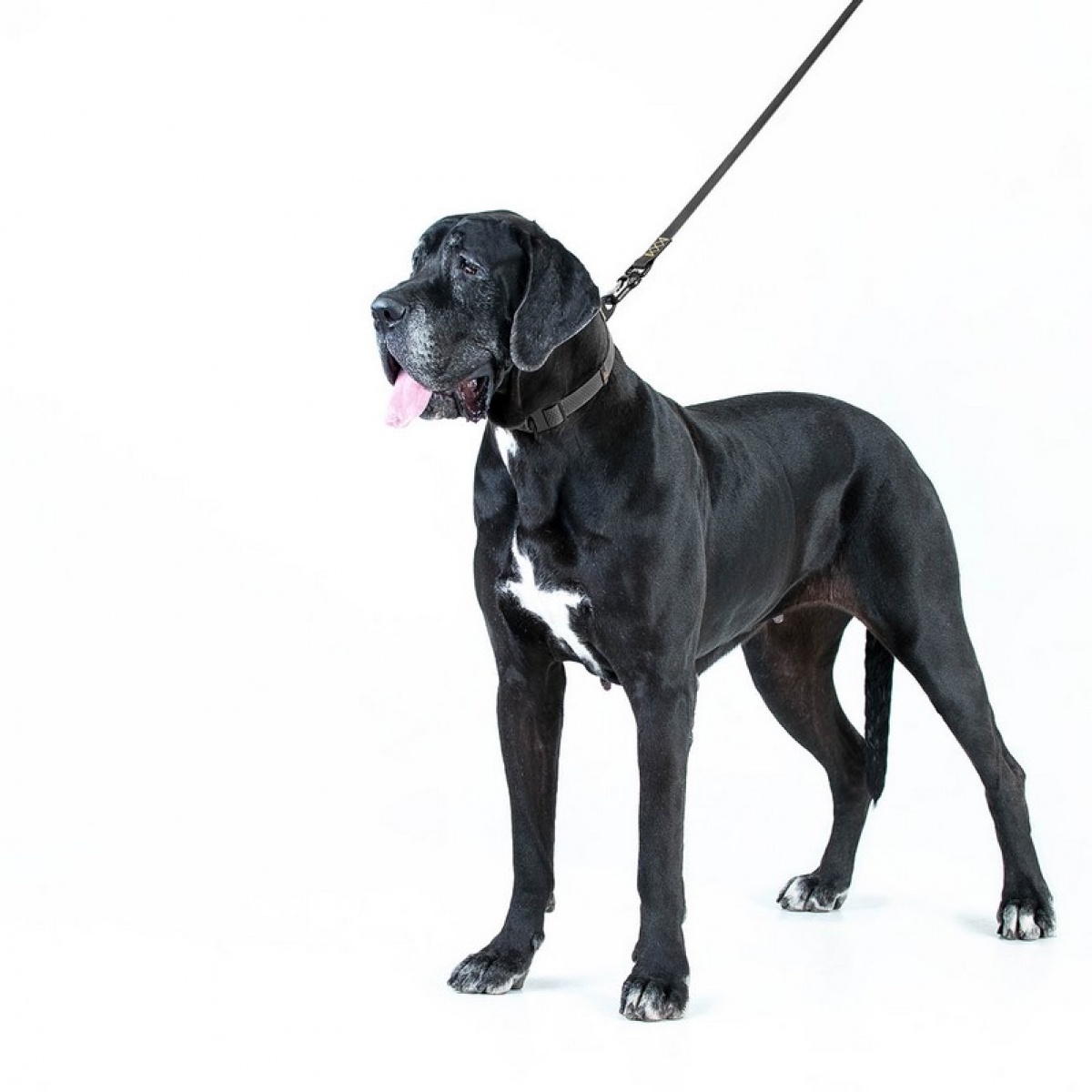 Obroża COLLAR EVOLUTOR dla średnich, dużych oraz olbrzymich ras psów, klamra wykonana z wysokowytrzymałego aluminium lotniczego z platformą dla grawerowania. 25-70 cm, czarna 