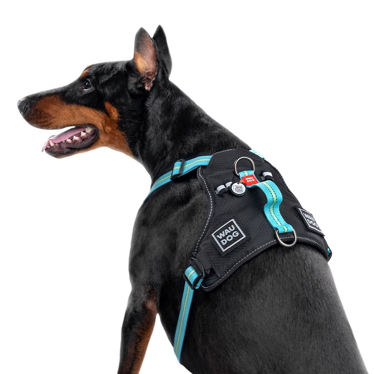 Szelki dla psa WAUDOG Nylon z paszportem QR, bezpieczne, metalowa fastex, niebieska
