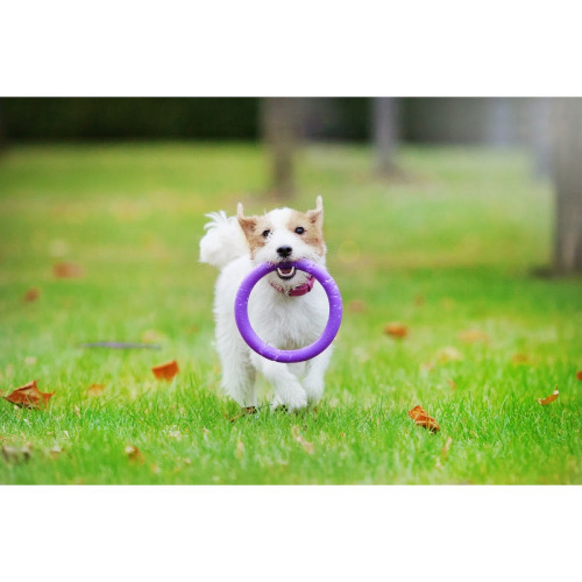PULLER mini Ø18 см – atrybut treningowy dla małych ras psów