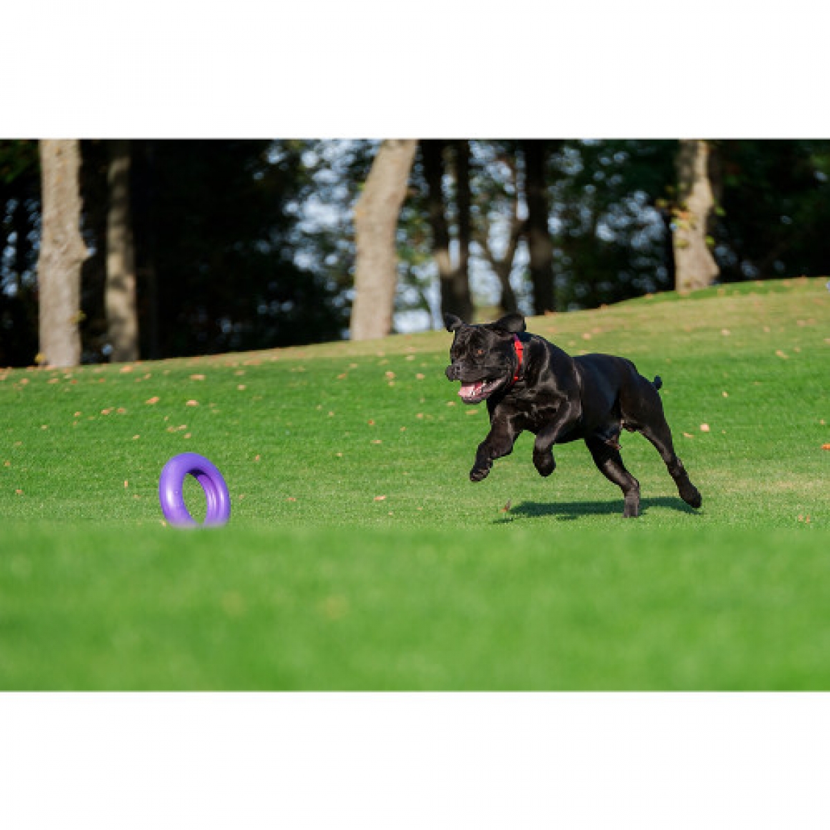 PULLER MAXI Ø30 см – atrybut treningowy dla dużych i średnich ras psów.