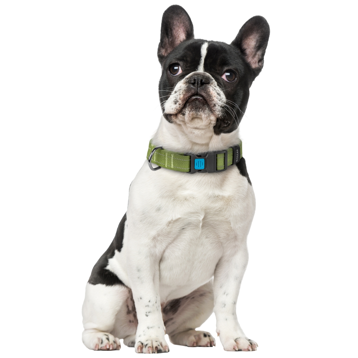 Obroża dla psa brezentowa COLLAR, bawełniana wstążka, plastikowa klamra fastex, rozmiar M, 33-49 cm 25 mm