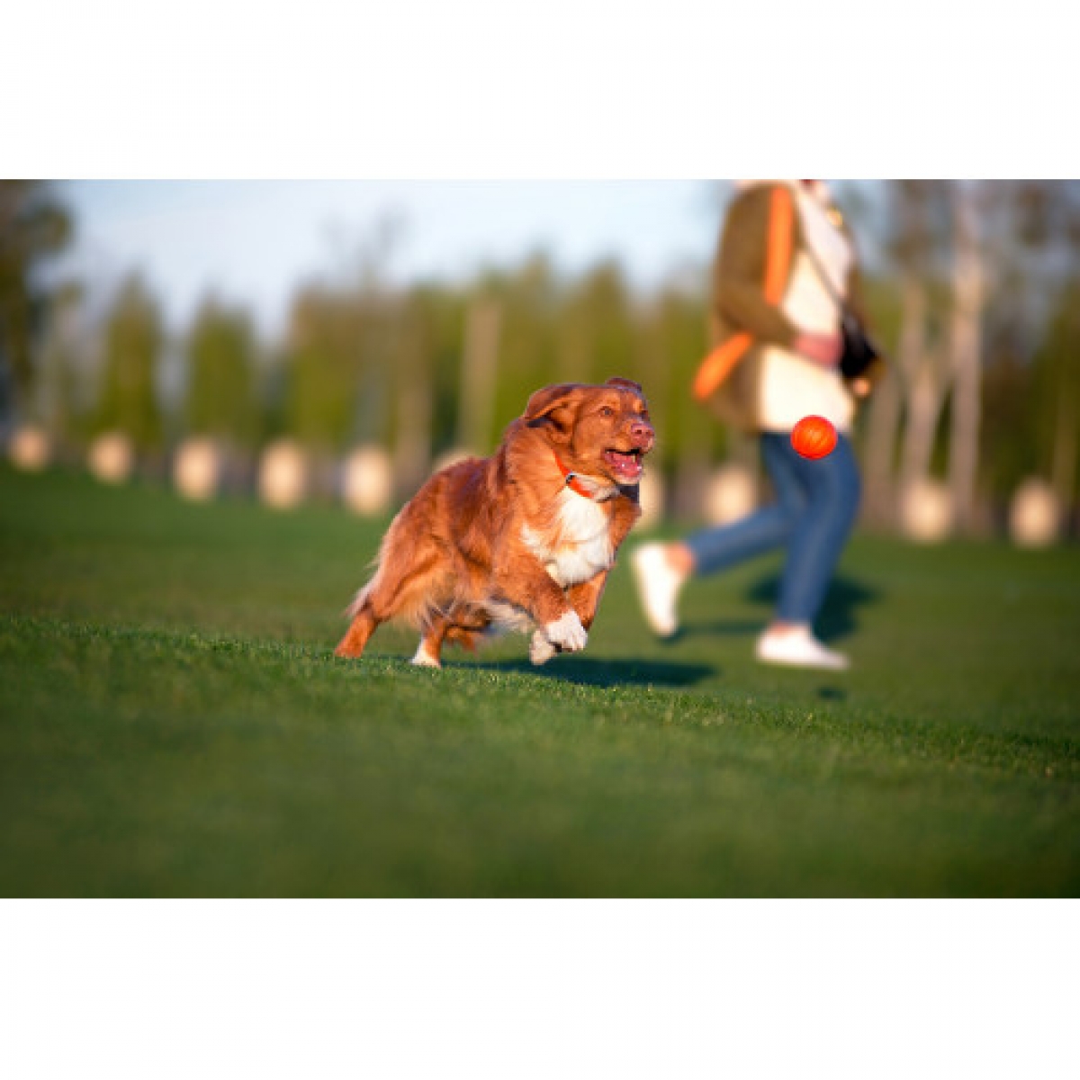 Liker 9 – piłka dla dużych ras psów