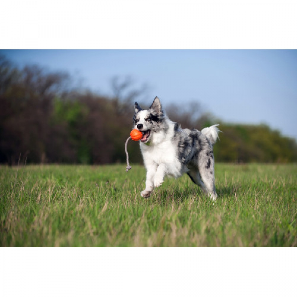 Liker Cord 7 – piłka na lanie dla małych oraz średnich ras psów